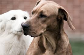 A dog will see something in another dog's. Advice To Consider Before Getting A Second Dog