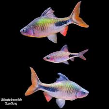 Image result for Cyphia richardsiae