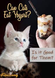 Yogurt is full of protein, calcium and probiotics which are good for a cat's health. Can Cats Eat Yogurt Which Kind Is Good For Your Feline