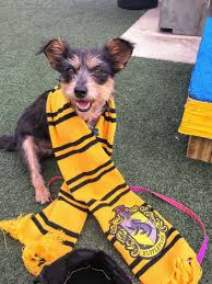 Maybe you would like to learn more about one of these? Modal Popup Id Click Here To Edit The Modal Popup Settings This Text Will Not Be Visible On Frontend At Pet Harry Potter Dog Animal Shelter Shelter Dogs
