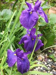 japanese iris care how and when to plant japanese irises japanese iris japanese plants japanese garden plants