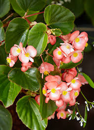 Learn about the flowers you can grow in the full sun. Meet 12 Of The Best Container Plants Garden Gate
