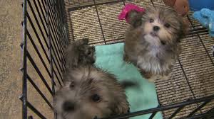 Click the adopt button at the top and then check out pets available for adoption from dogs to cats to horses. Thieves Hit Thornton Pet Store Again 2 Puppies Stolen Fox31 Denver