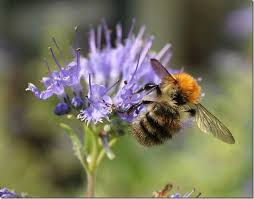 Dreaming about face covered by long hair implies that you may have worried because of the misunderstanding with others. Dreaming Of Bees In Islam Interpretation Of Dream In Islam