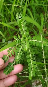 Image result for Phyllanthus amarus