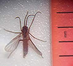 Fruit flies, drain flies, and fungus gnats are three of the most common offenders, so you'll need to get up close and personal to see what you're dealing with. Fungus Gnat Wikipedia
