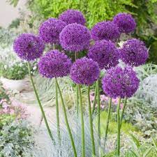 Tall Allium Bulbs Purple Sensation Fall Flower Bulbs Eden Brothers Bulb Flowers Planting Bulbs Flower Landscape