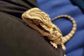 Maybe you would like to learn more about one of these? How Do You Know If A Bearded Dragon Likes You