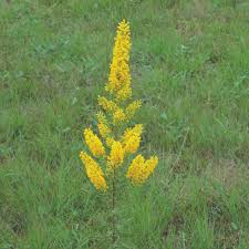 Image result for Solidago