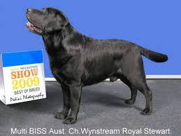 Join millions of people using oodle to find puppies for adoption, dog and puppy listings, and other pets adoption. Wynstream Labrador Retrievers