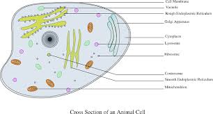 In animal cells, the golgi apparatus will break up and disappear following the onset of mitosis, or cellular division. What Does Golgi Apparatus Do Definition Overview Location 1