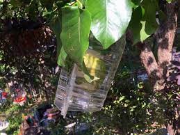 Walmart.com has been visited by 1m+ users in the past month Squirrels In Fruit Trees Summer Gardening Gardening Charlotte