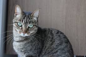 The abscess is likely to burst, leaving an open infected sore which needs treatment. Abscesses In Cats Common Causes Canna Pet