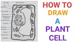 In a plant cell, the cell wall is made up of cellulose, hemicellulose, and proteins while in a fungal cell, it is composed of chitin. How To Draw A Plant Cell Plants Botany Easily Quickly Well Labelled Diagram Youtube