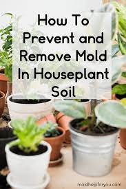 Do You Have White Mold On Potting Soil Learn How To Get Rid Of Mold In Plant Soil As Well As Effective Tips And Trick Container Plants Porch Plants Plant Soil