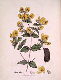 Image result for Platysepalum