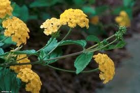 It is a shrub in the north because it periodically freezes to the ground. Lantana Camara Texas Lantana Hgtv