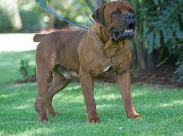 Maybe you would like to learn more about one of these? Home Mighty Boerboele