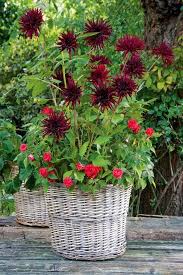 Potted Plants In The Garden Jardinagem Em Recipientes Jardim Em Vasos Vaso De Flores