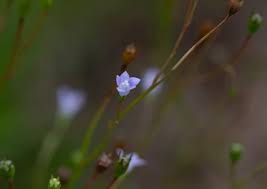 Image result for Wahlenbergia androsacea