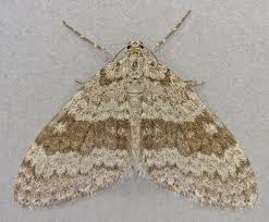 Image result for Trichopteryx