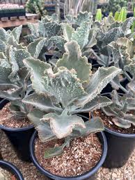 Image result for Kalanchoe