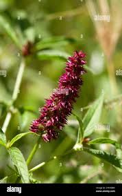 Image result for Acacia kirkii