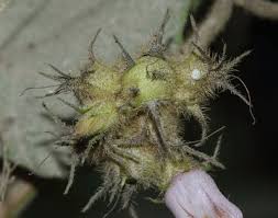 Image result for Ipomoea wightii