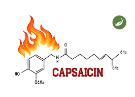 Image result for Capsaicin