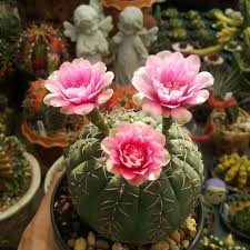 Gymnocalycium Baldianum Cactus Flower Orchid Flower Plant Aesthetic