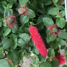 Image result for Acalypha chirindica