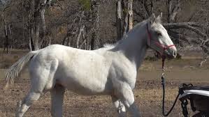 Image result for Polar White 1983 Colt