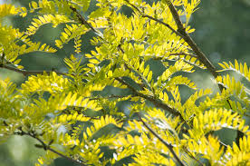 Image result for Gleditsia triacanthos