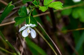 Image result for Turraea floribunda