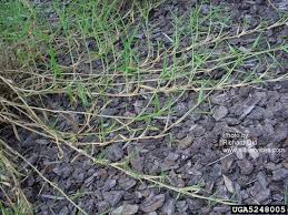 Image result for Urochloa umbellata
