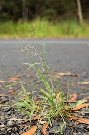 Image result for Eragrostis tenuifolia