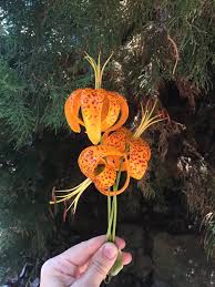 Flower Essences Are Story Medicine Mythic Medicine