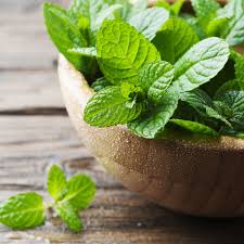 Was gibt es bei einer mischkultur zu beachten? Minze Pflanzen Die Besten Tipps Brigitte De