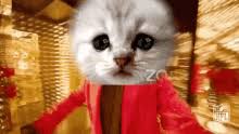 Texas lawyer rod ponton encountered some technical difficulties as he was attending a virtual court hearing held via zoom earlier this week. Lawyer Cat Gifs Tenor