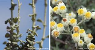 Image result for Helichrysum panduratum