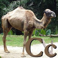 Complete camel facts for kids. File C Is For Camel Jpg Wikimedia Commons
