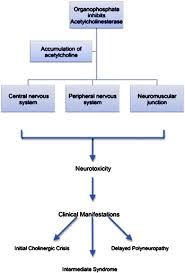 Image result for Cholinergic Toxicity