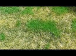 Allerdings nimmt die geschwindigkeit aufgrund des lichtmangels sowie der sinkenden temperaturen um diese zeit sehr ab. Rasen Hat Farbunterschiede Im Grun Wachst Ungleichmassig Ursache Hilfe Ungleichmassiger Wuchs Youtube Rasen Rasenpflege Grun