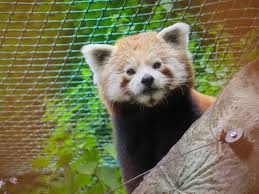 Ohrožována je i pytláctvím a psinkou, kterou přenášejí zdivočelí psi. Zoo Brno Ma Novou Pandu Cervenou Samicku Oshin V Sobotu Oslavi Jejich Mezinarodni Den Zpravy Z Moravy