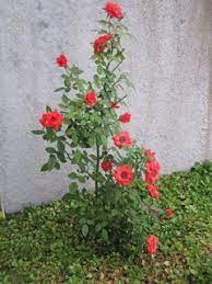 We did not find results for: Miniature Rose Wintering Gardening Landscaping Stack Exchange