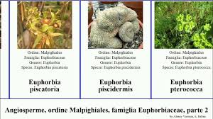Image result for Euphorbia lividiflora
