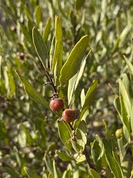 Image result for Euclea crispa