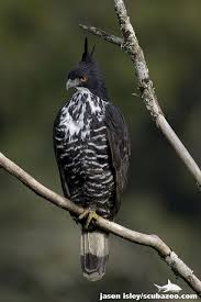 Pinterest Hawk Eagle Wild Animals Videos Birds Of Prey