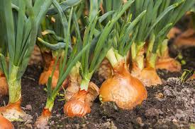 玉ねぎ栽培について徹底解説 これを読めばあなたも玉ねぎマスター Gardenstory ガーデンストーリー