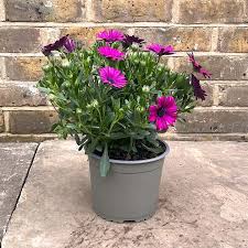 Image result for Osteospermum